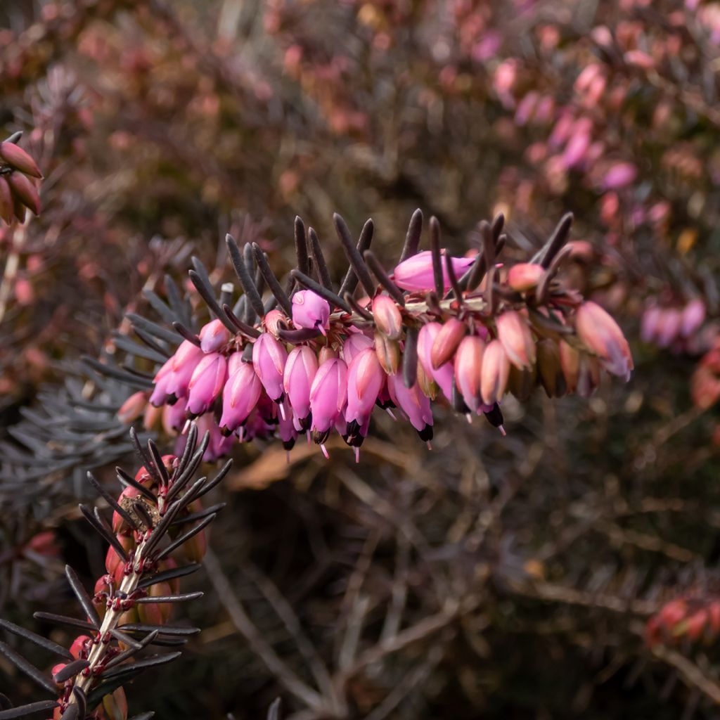 Erica darleyensis Kramers Rote - Winter Heath