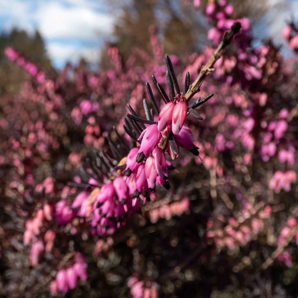 Erica darleyensis Kramers Rote - Winter Heath