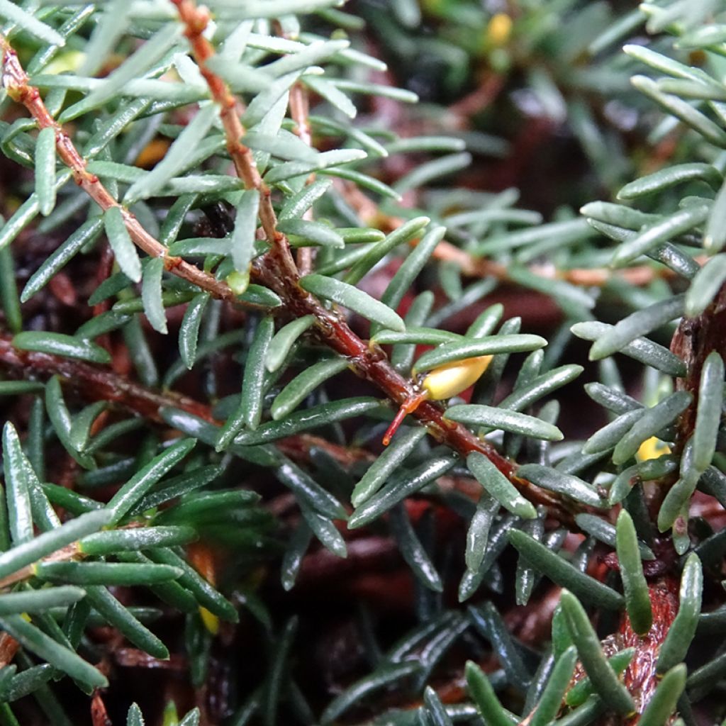 Erica darleyensis Kramers Rote - Winter Heath