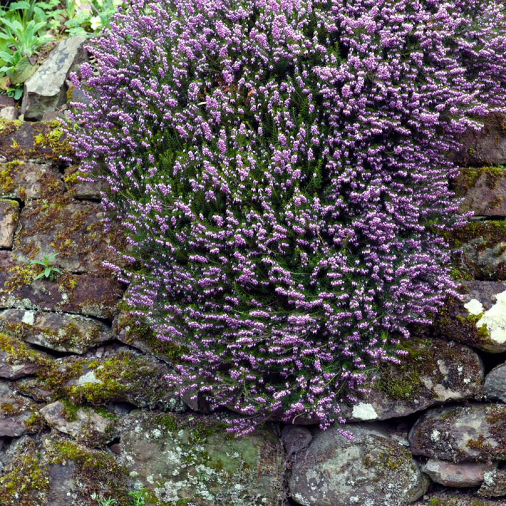 Darley Heath - Erica darleyensis Furzey