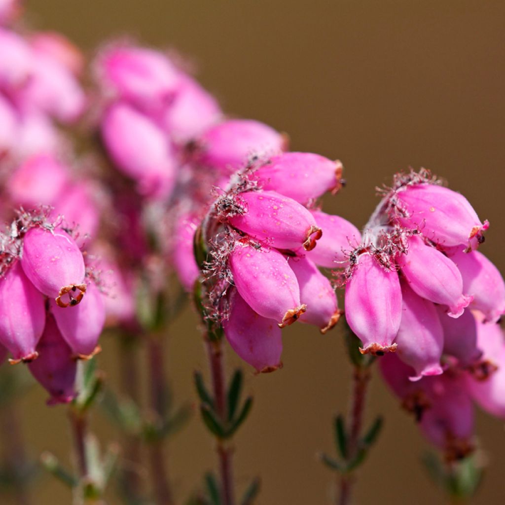 Erica tetralix Alba