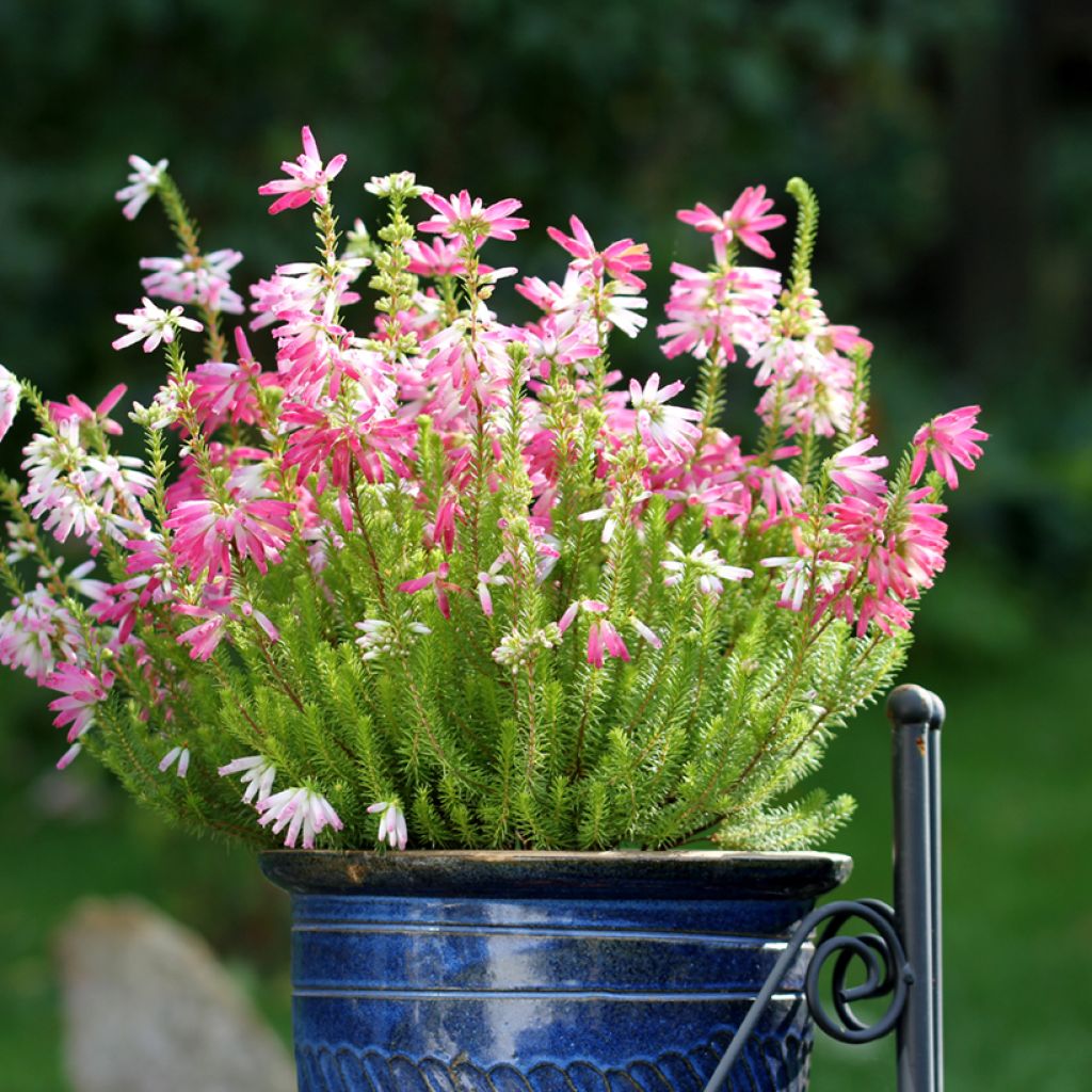 Erica verticillata - Cape Heath