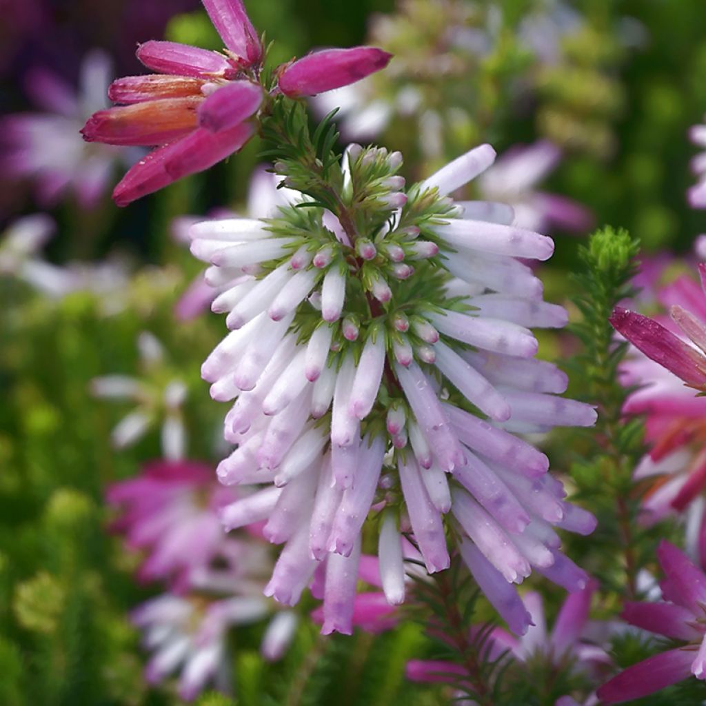 Erica verticillata - Cape Heath