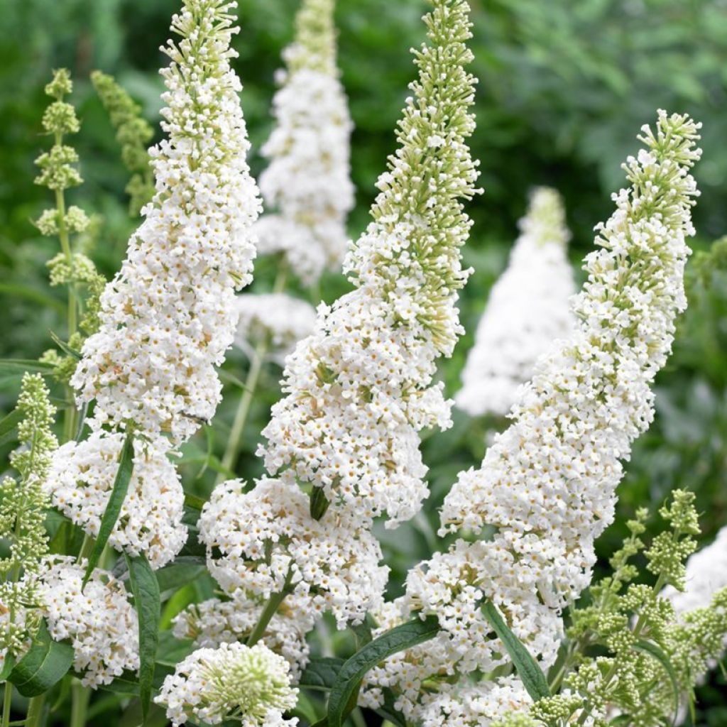 Buddleia Butterfly Tower White - Butterfly Bush