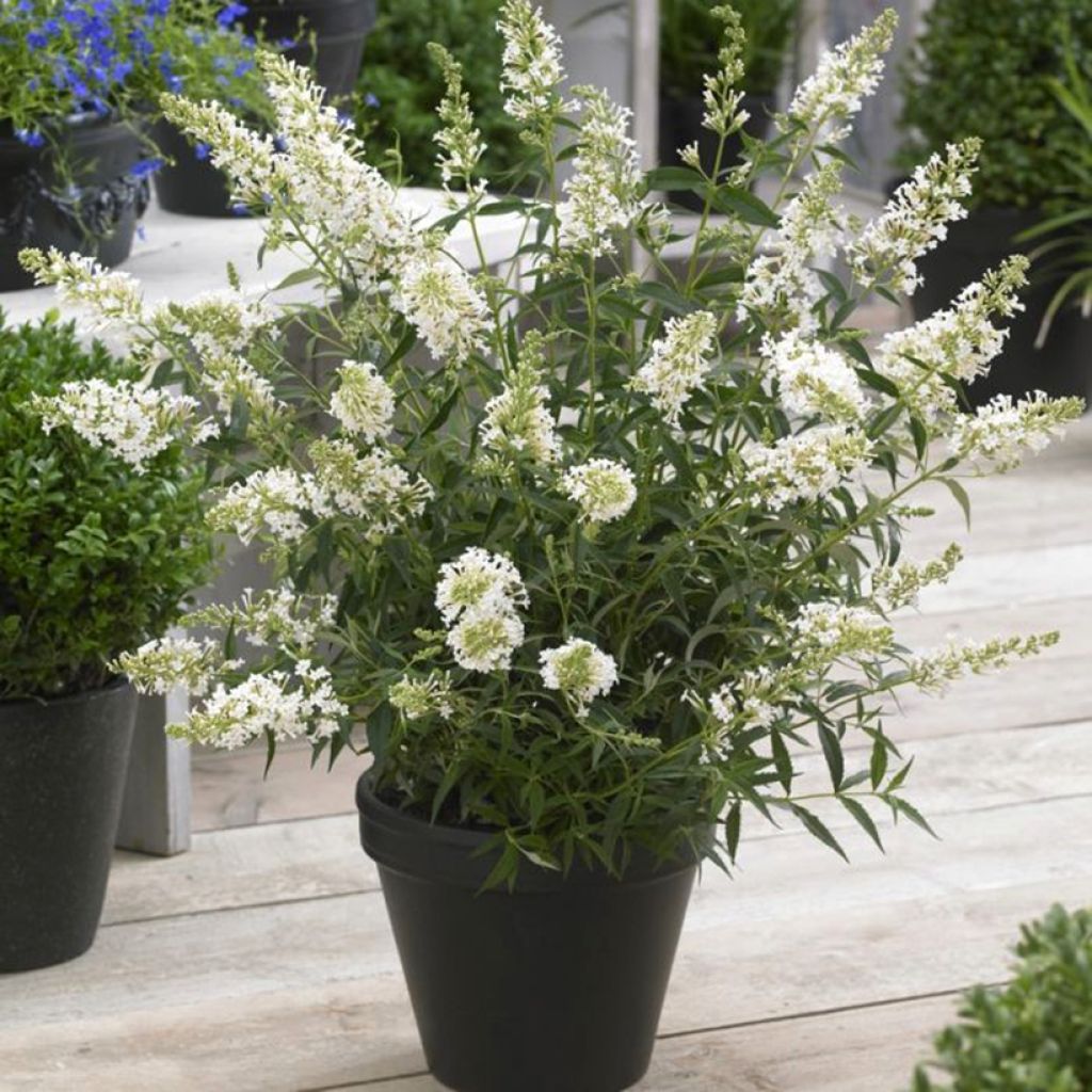 Buddleia Butterfly Tower White - Butterfly Bush