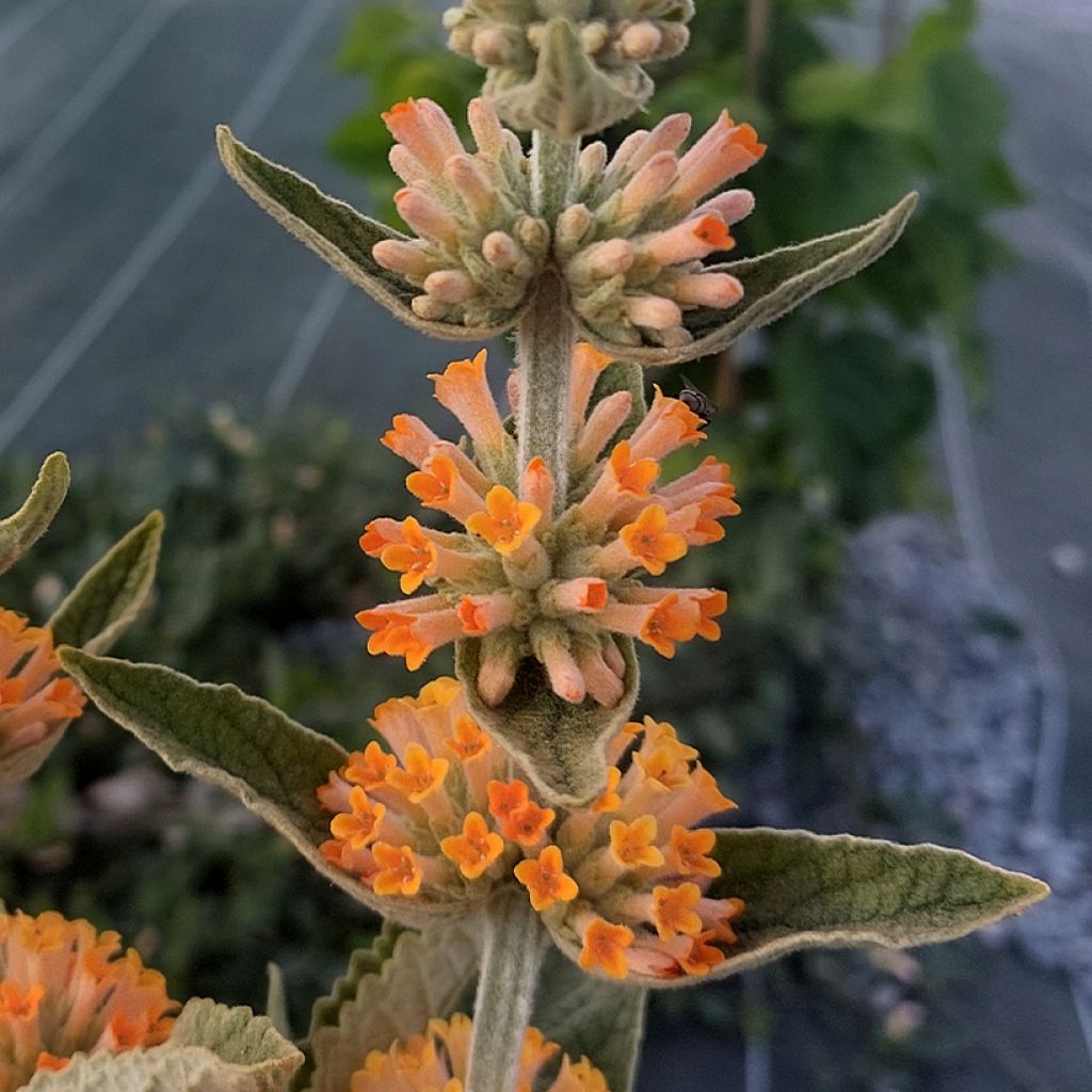 Buddleja Orange Sceptre