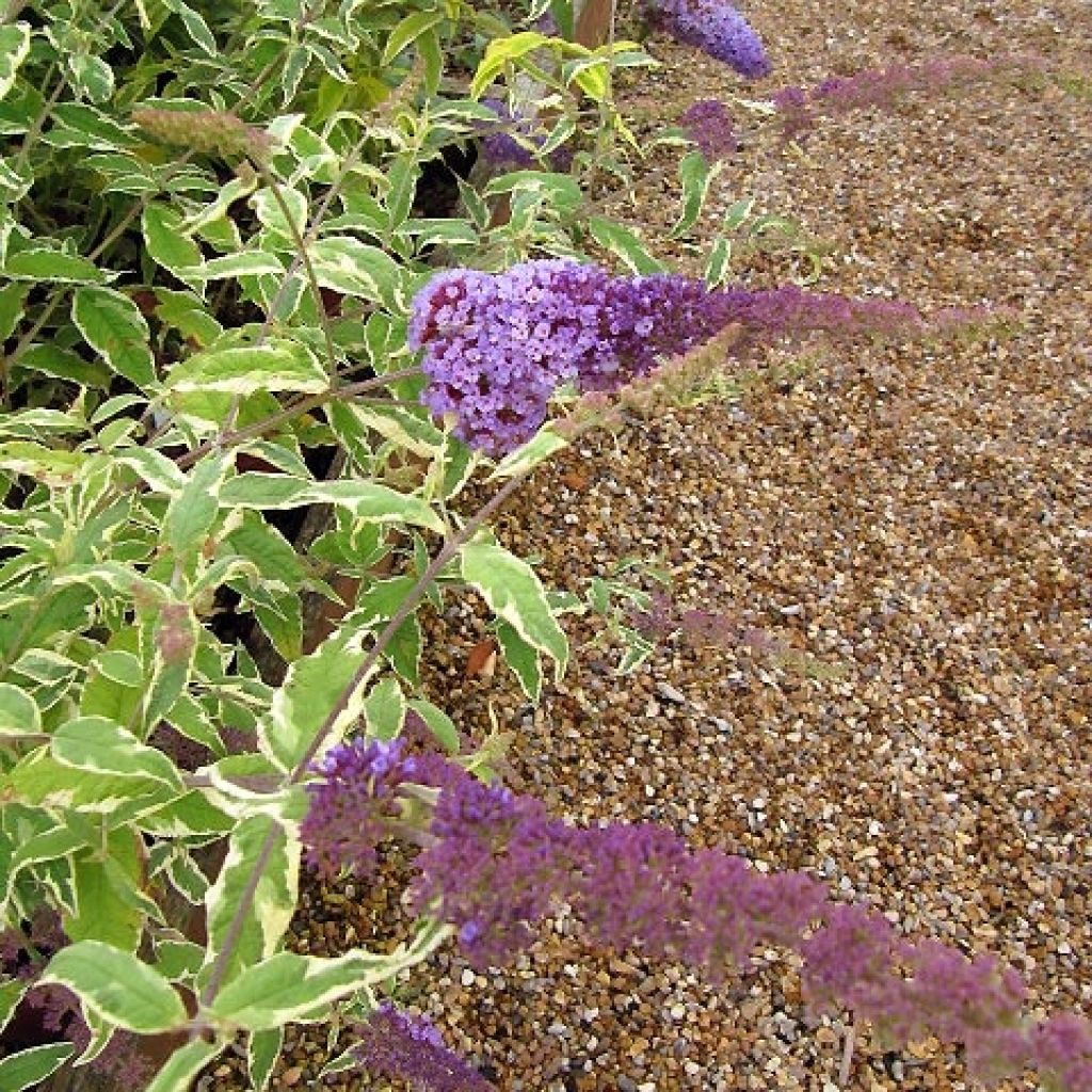 Buddleja davidii Harlequin - Butterfly Bush