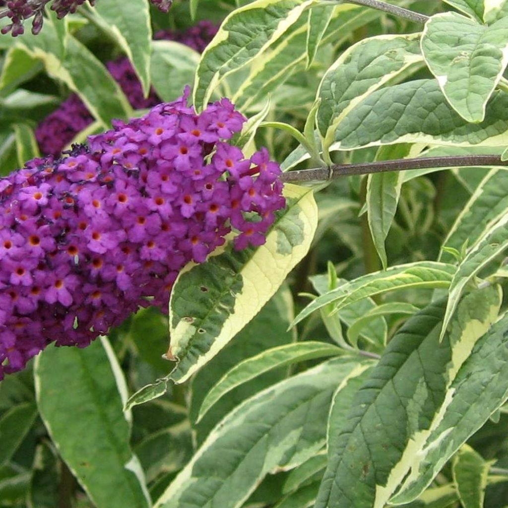 Buddleja davidii Harlequin - Butterfly Bush