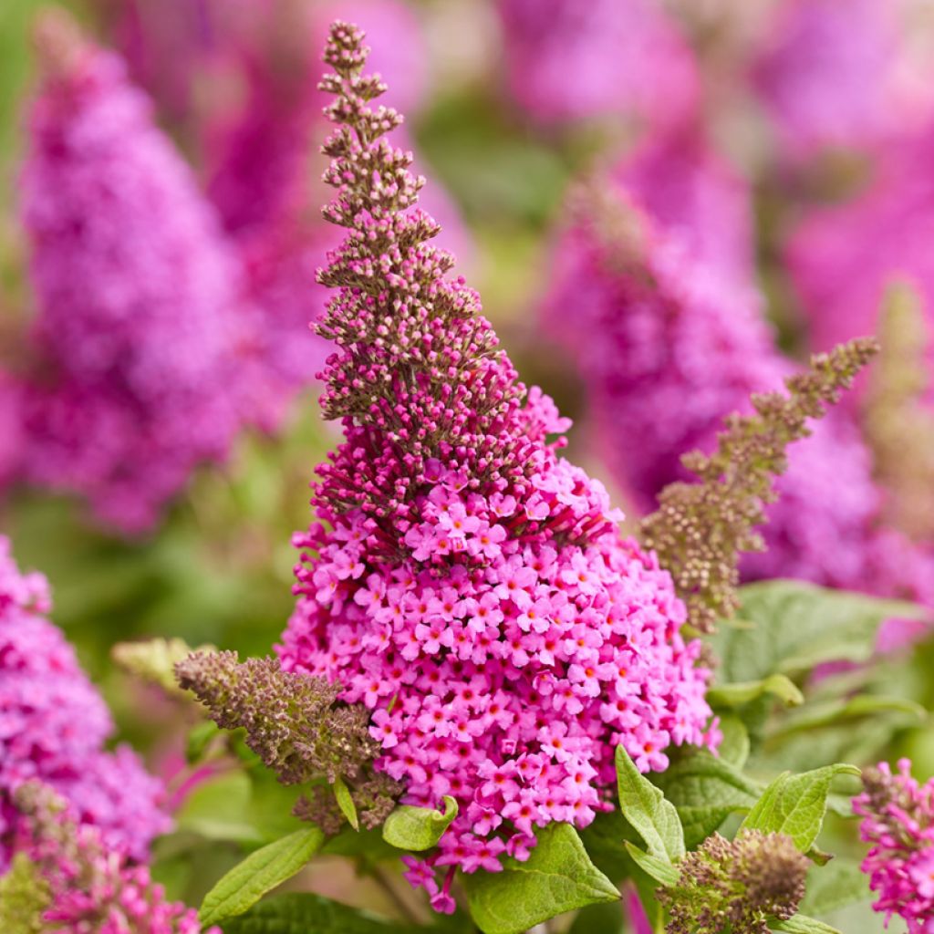 Buddleja x davidii Butterfly Candy® Little Cerise - Butterfly Bush