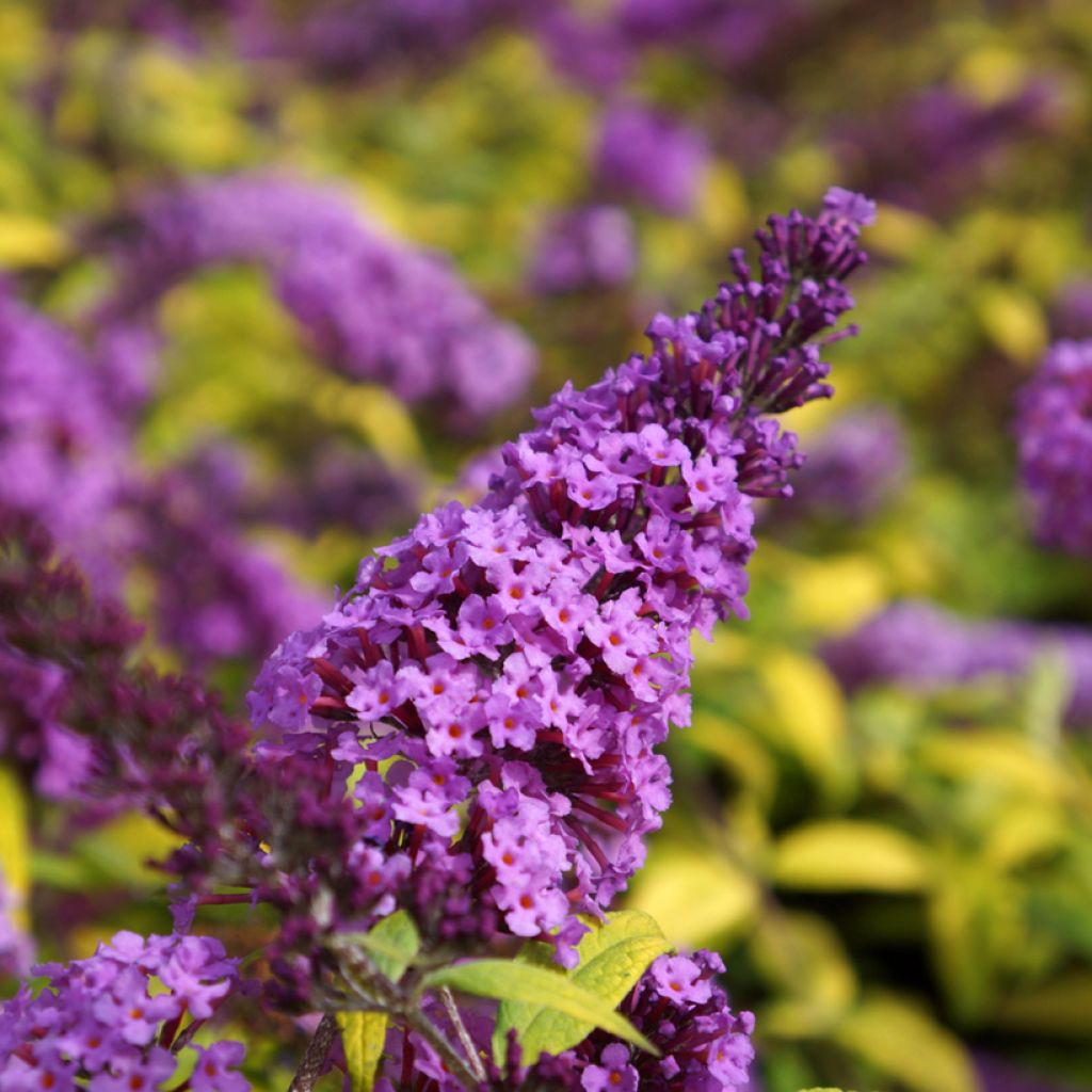 Buddleja davidii Moonshine