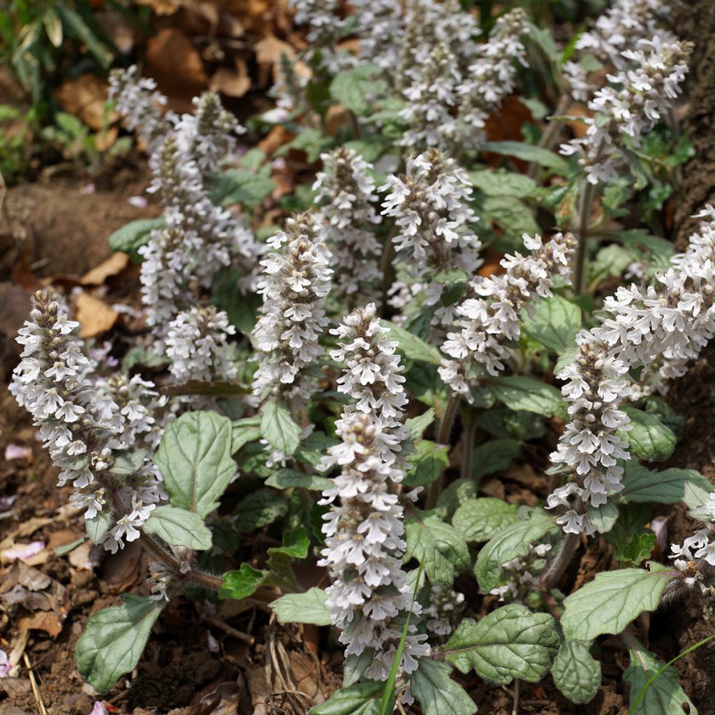 Bugle rampante, Ajuga reptans Schneekerze