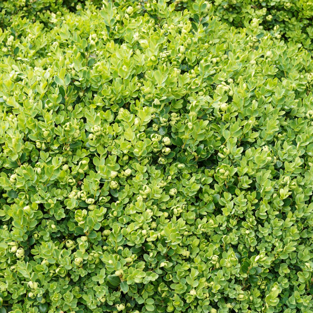 Buxus sempervirens Suffruticosa - Boxwood