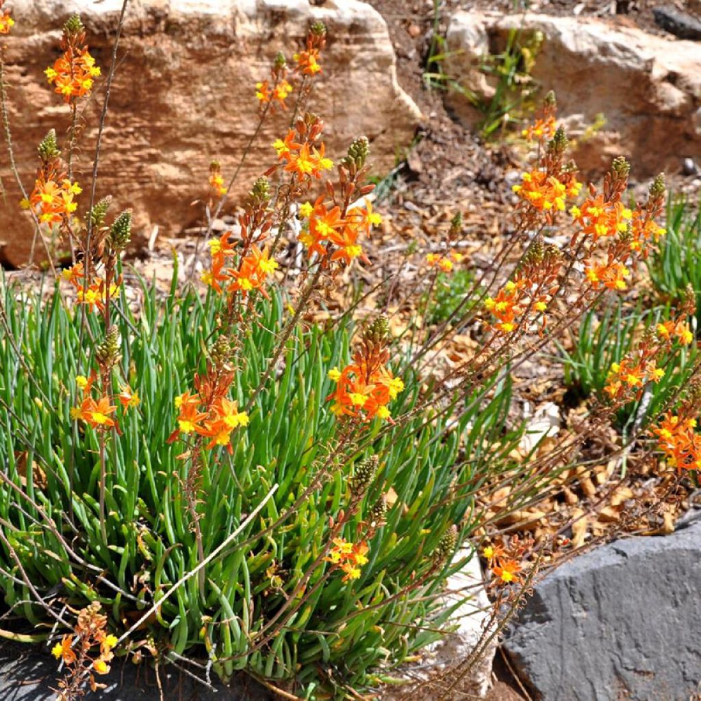 Bulbine frutescens Avera Sunset Orange - Cape Balsam