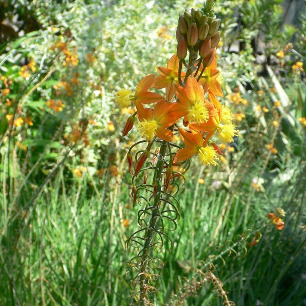 Bulbine frutescens Avera Sunset Orange - Cape Balsam