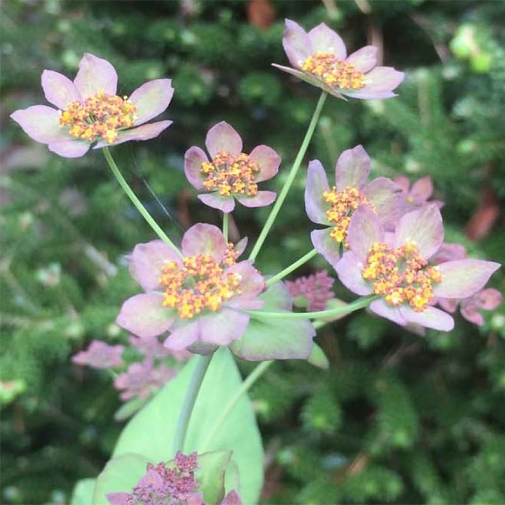 Bupleurum longifolium Bronze Beauty