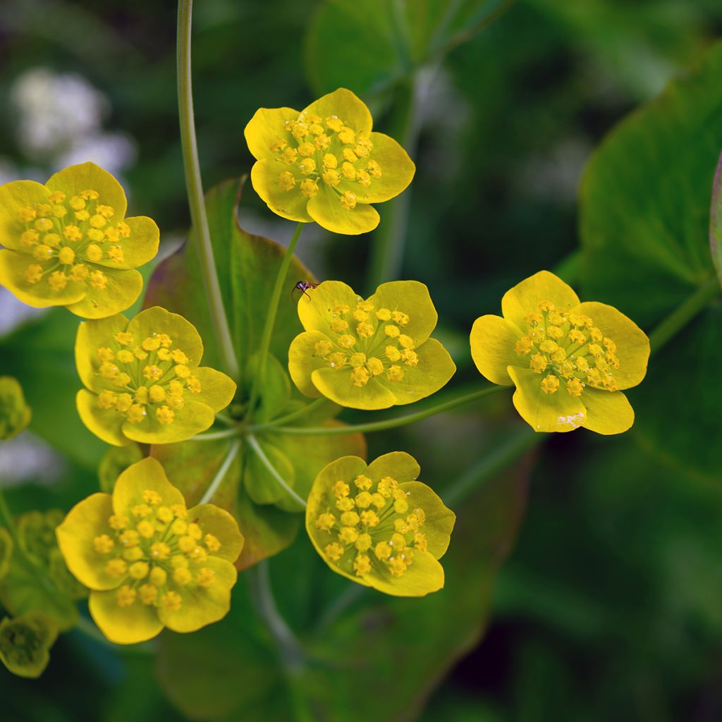 Bupleurum longifolium Aureum