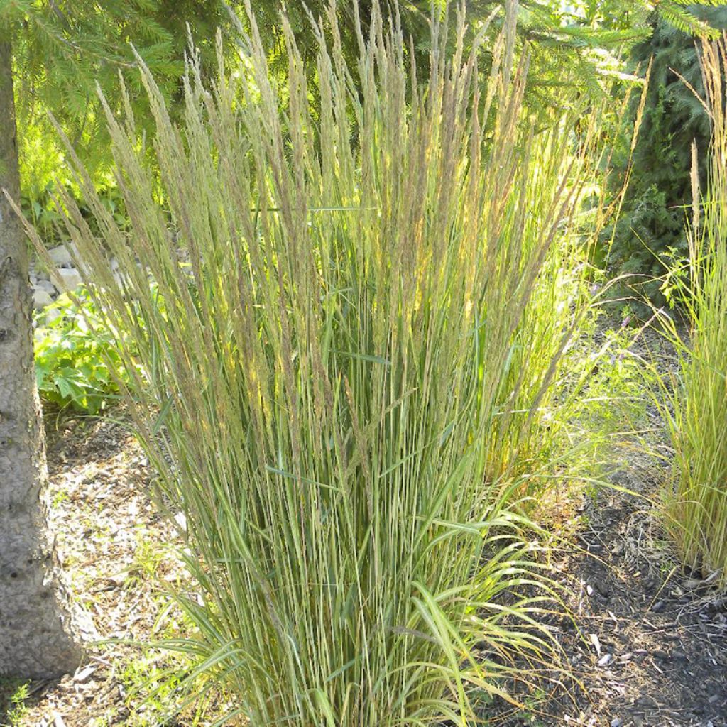 Calamagrostis acutiflora Eldorado - Feather Reed Grass