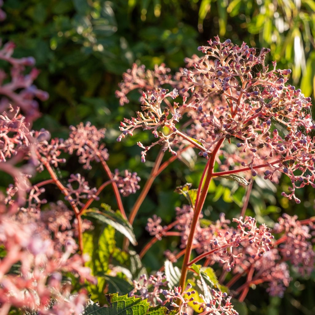 Cardiandra Bunches of the Sky