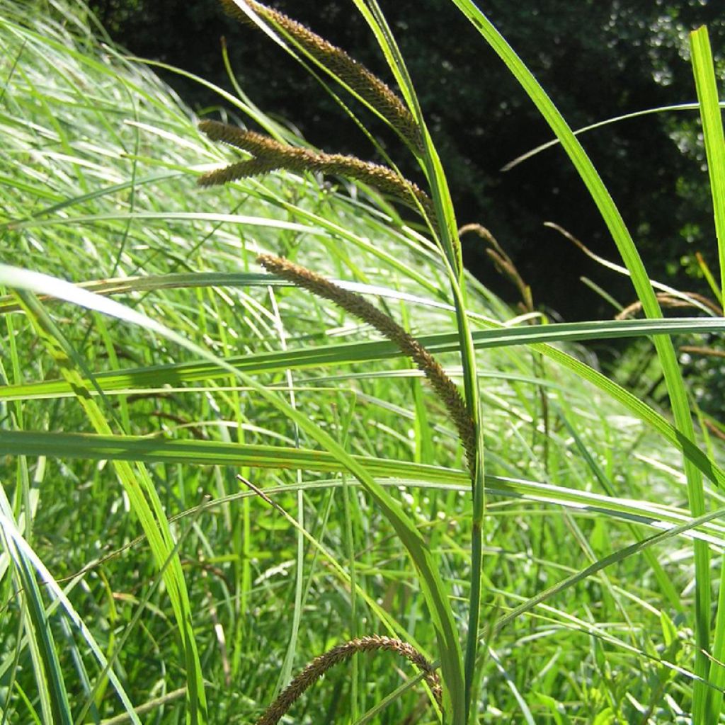 Carex acuta - Acute Sedge