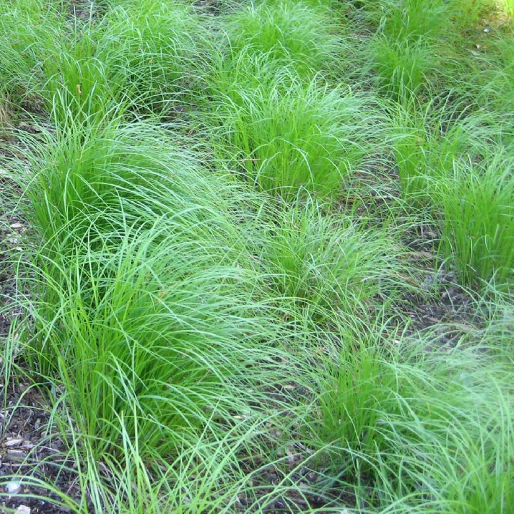 Carex pensylvanica 