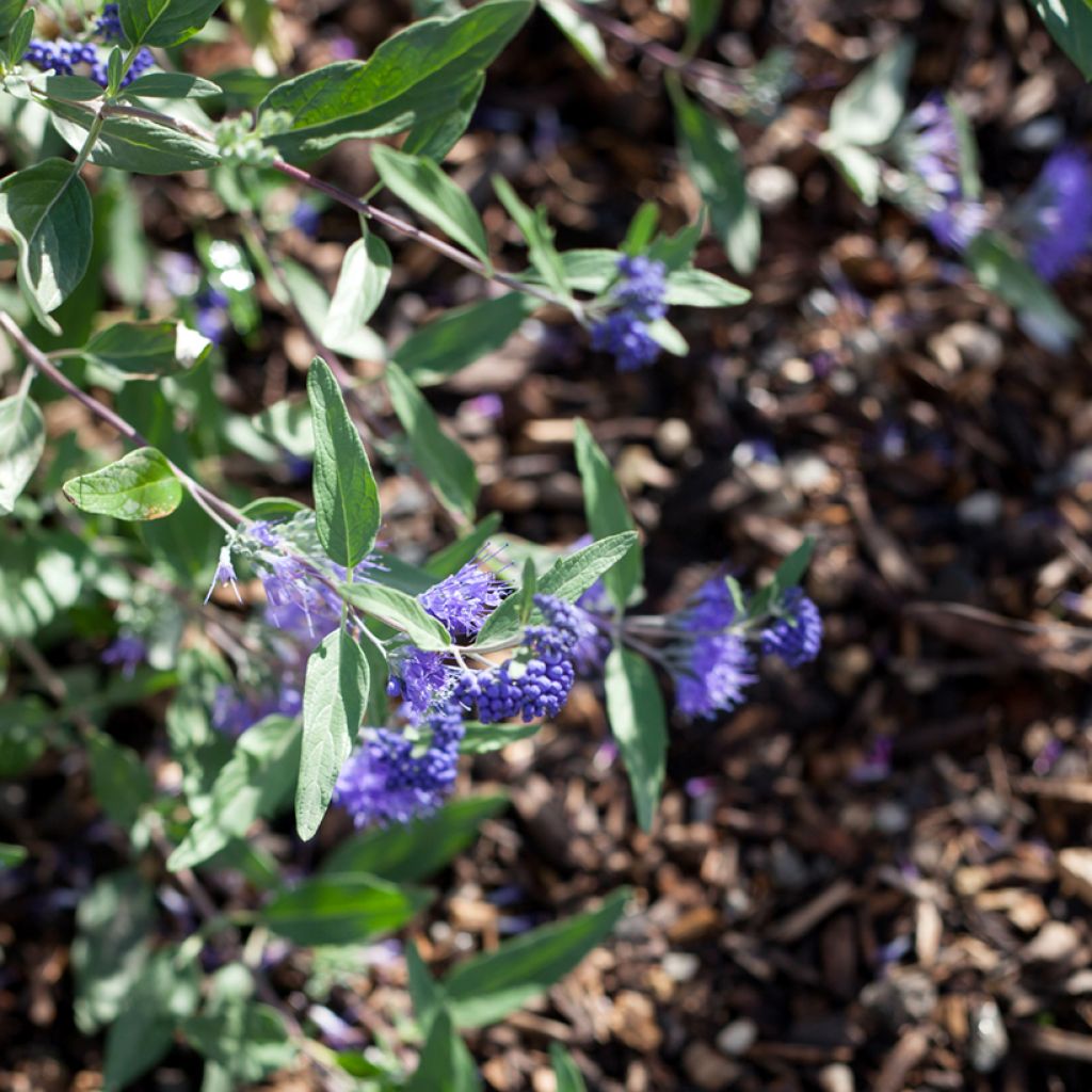 Caryopteris x clandonensis Dark Knight - Bluebeard