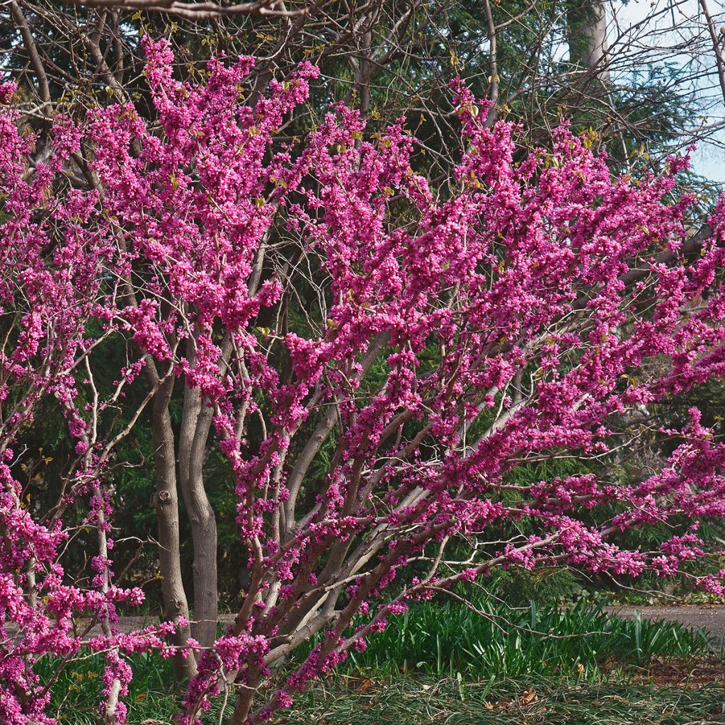 Cercis chinensis Don Egolf - Chinese Redbud