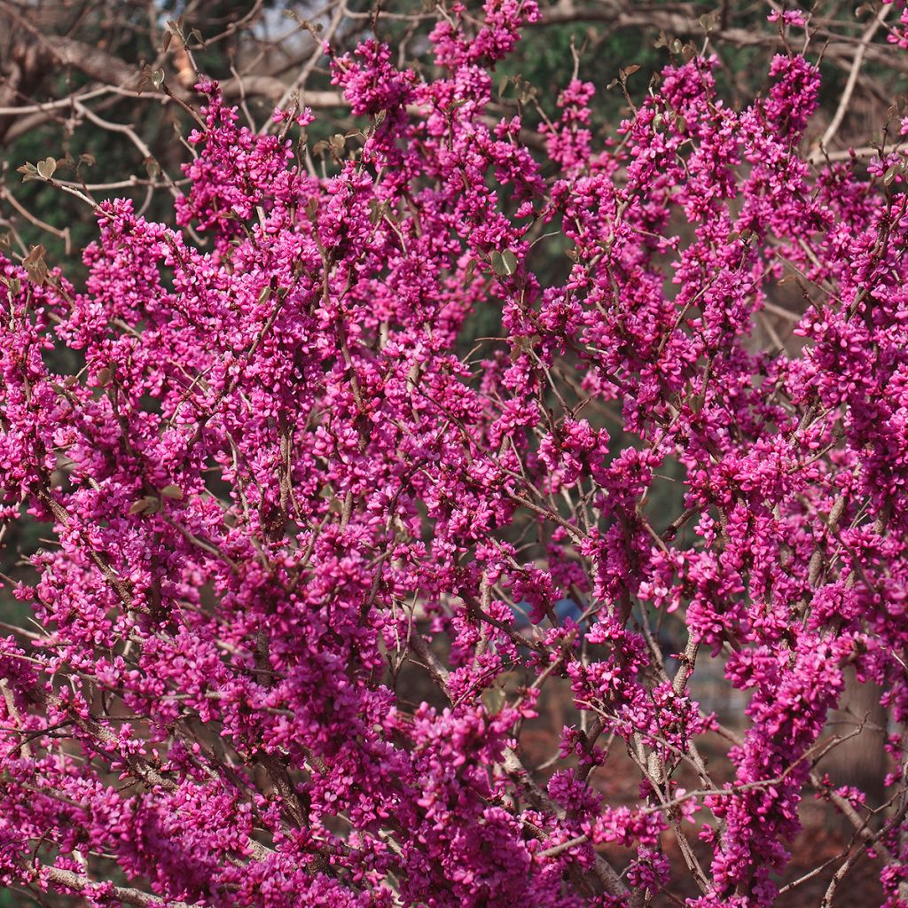 Cercis chinensis Don Egolf - Chinese Redbud