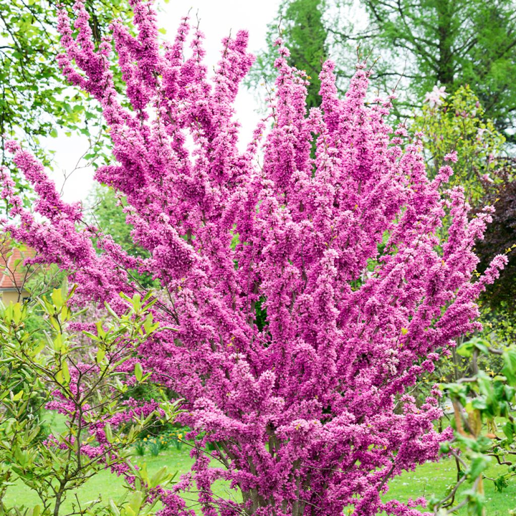 Cercis chinensis Kay's Early Hope