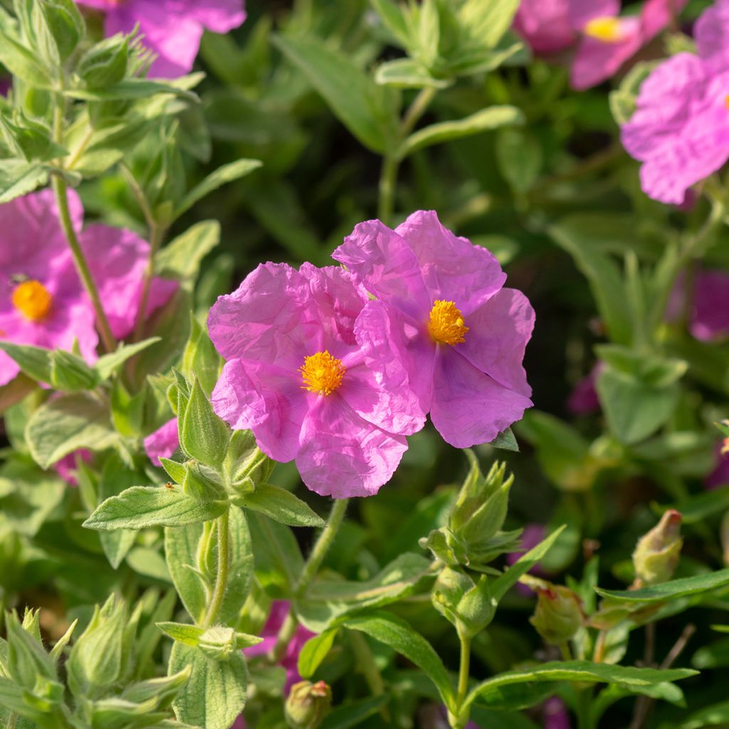 Cistus albidus 