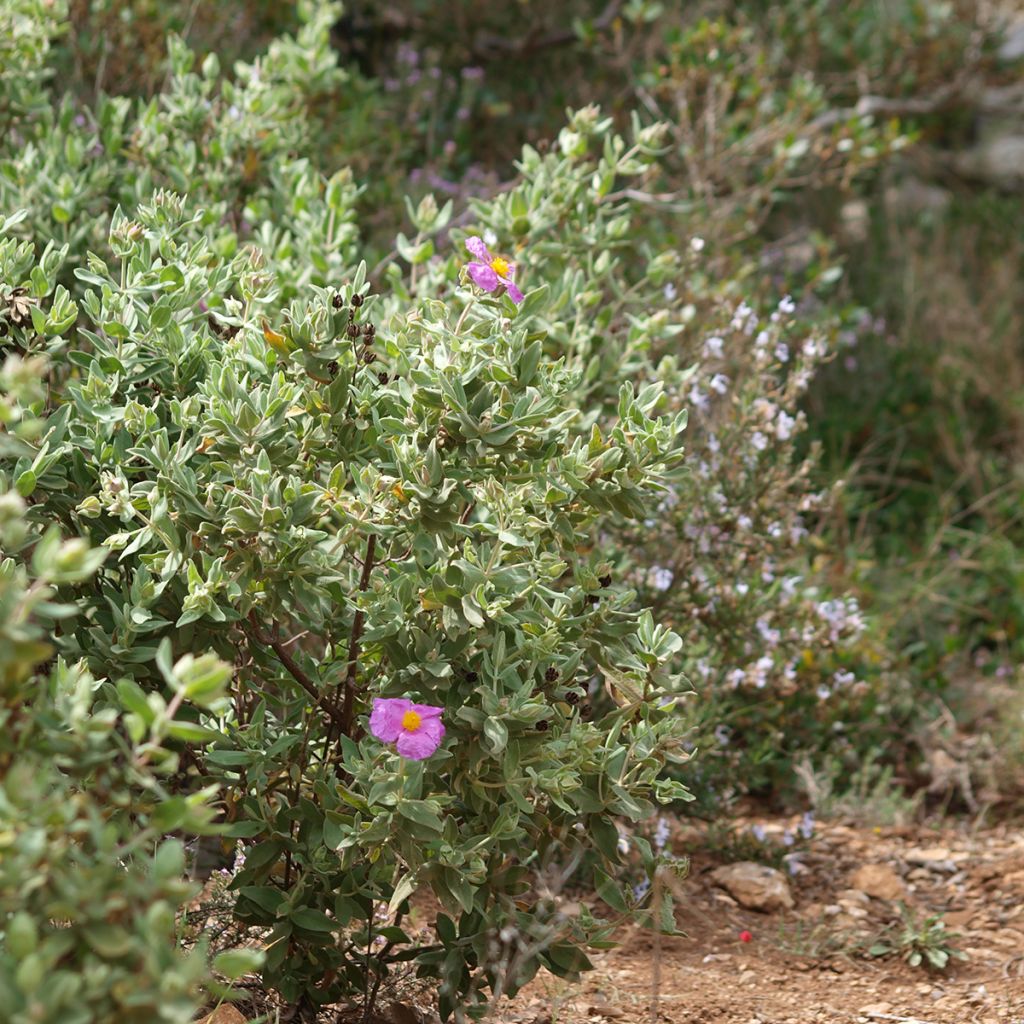 Cistus albidus 