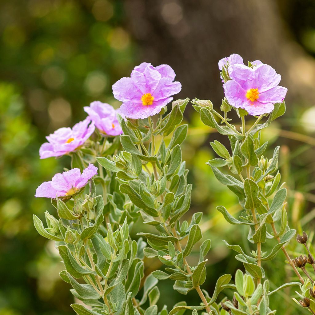 Cistus albidus 