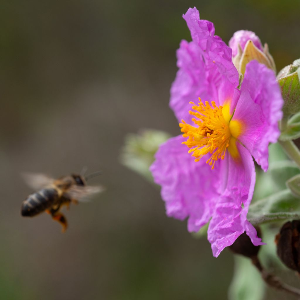 Cistus albidus 