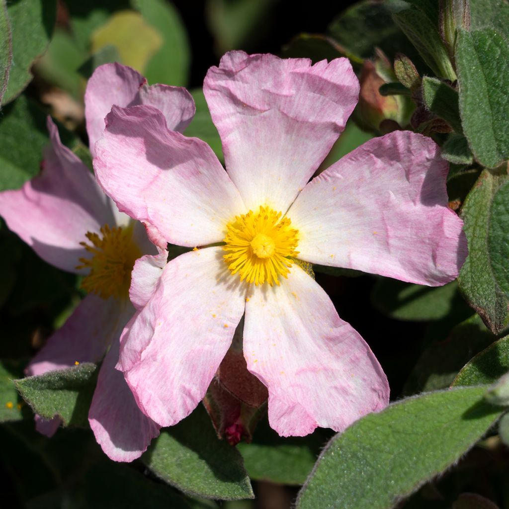 Cistus Grayswood Pink