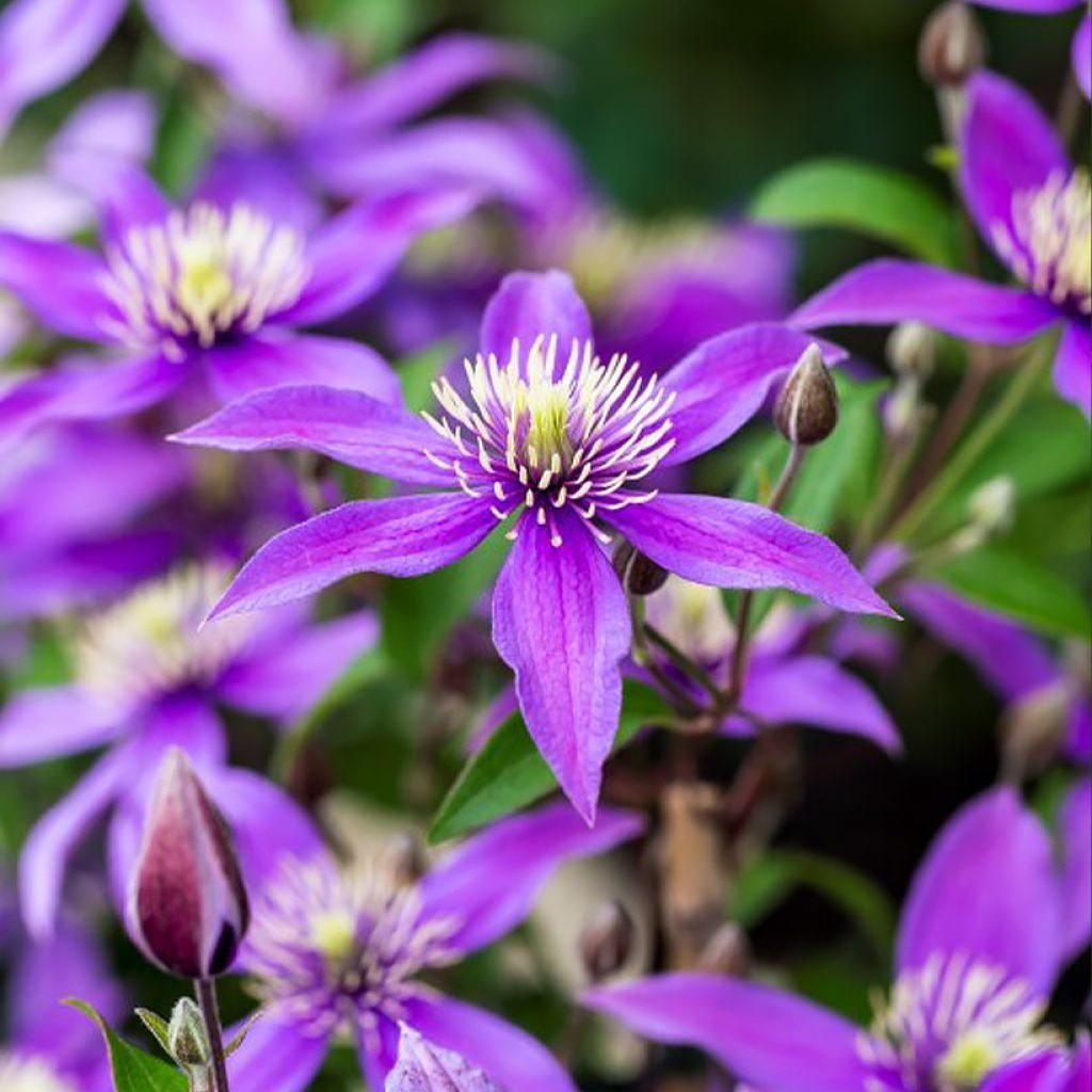 Clematis diversifolia Stella Bella