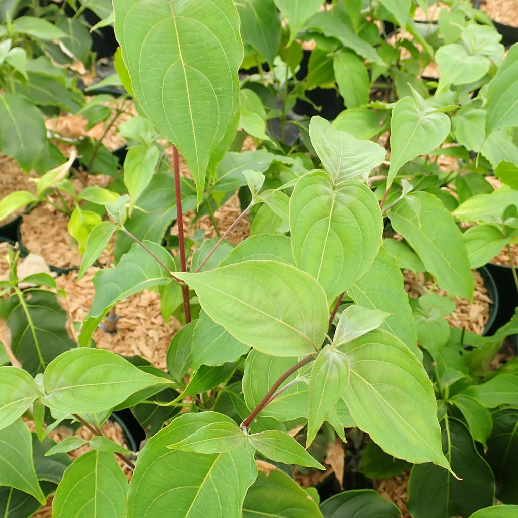 Cornus kousa  Big Apple