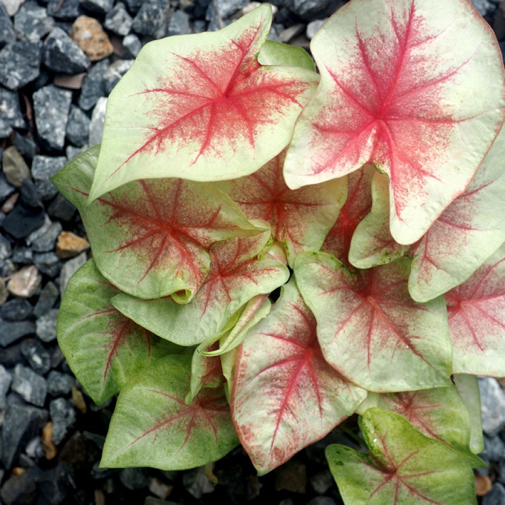 Caladium Mint Julep