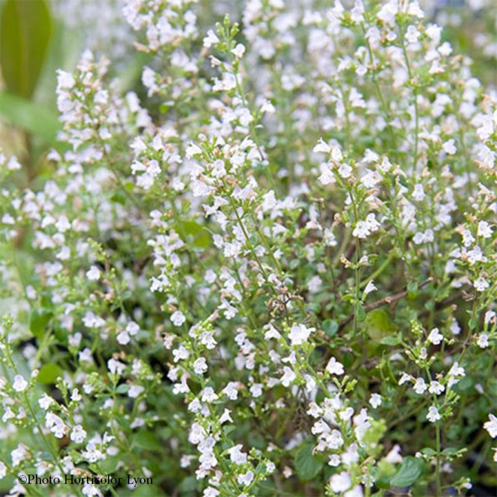 Calamintha sylvatica Menthe - Calamint