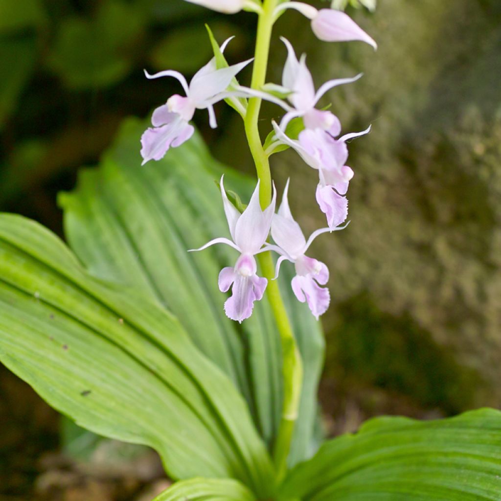 Calanthe reflexa - Garden orchid