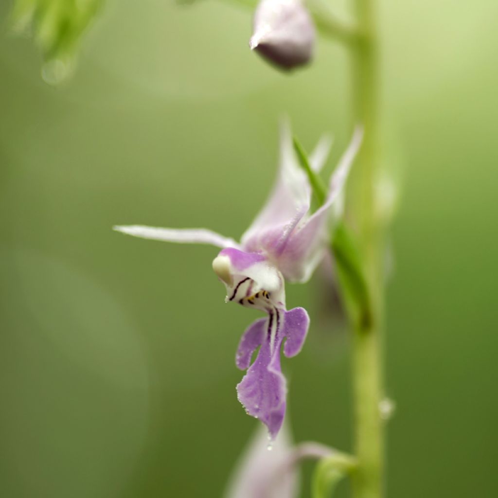 Calanthe reflexa - Garden orchid