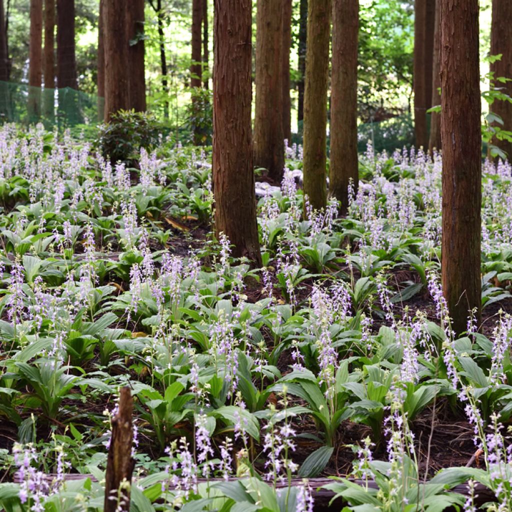 Calanthe reflexa - Garden orchid