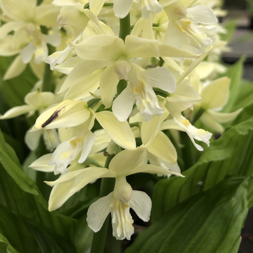 Calanthe sieboldii Light - Garden orchid