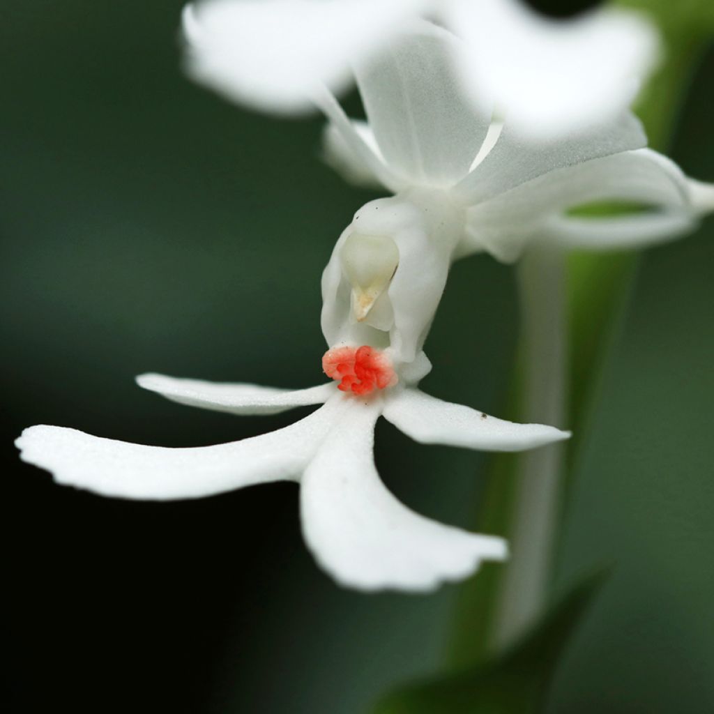 Calanthe triplicata - Garden orchid