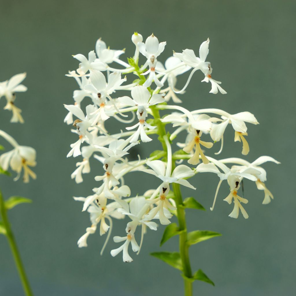 Calanthe triplicata - Garden orchid