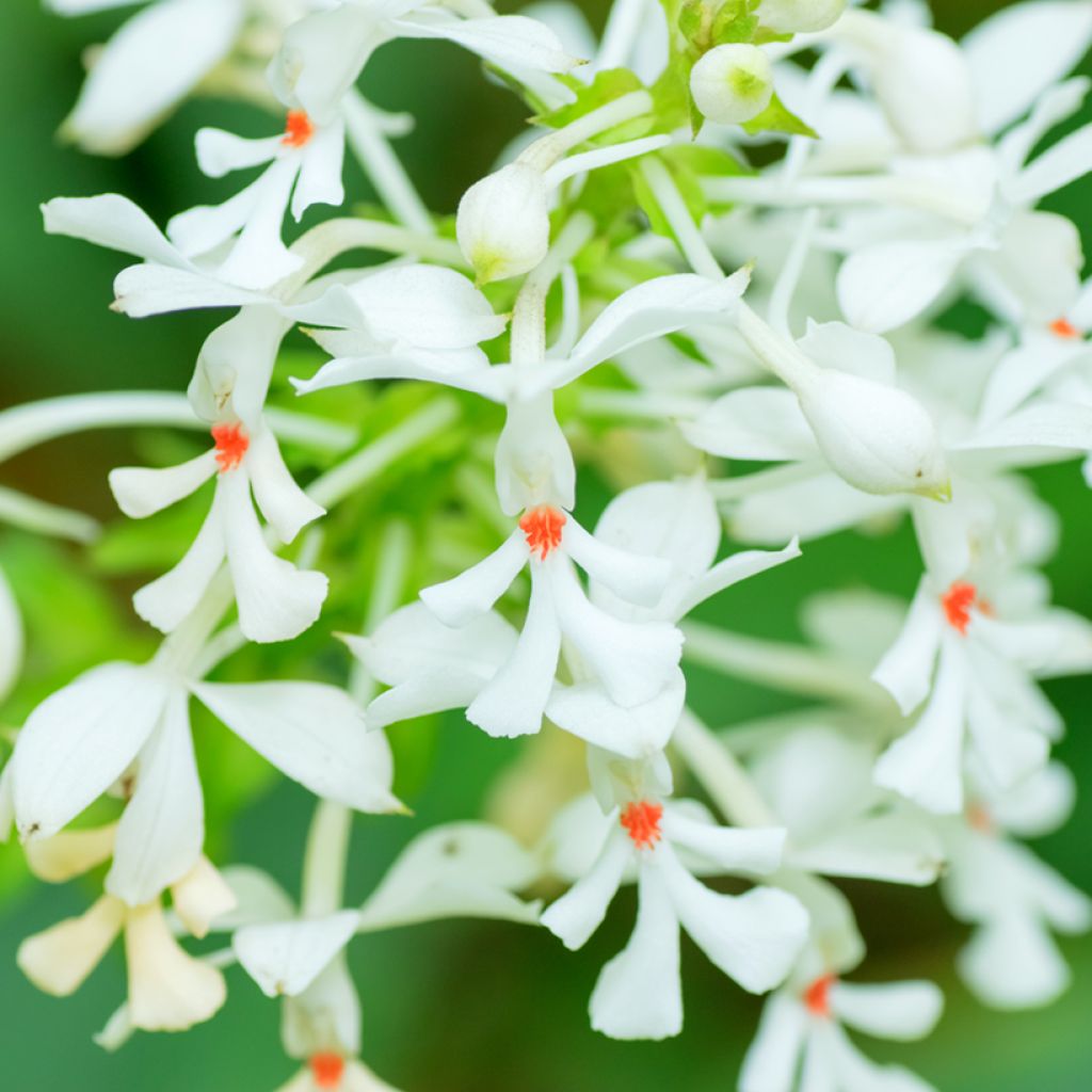 Calanthe triplicata - Garden orchid