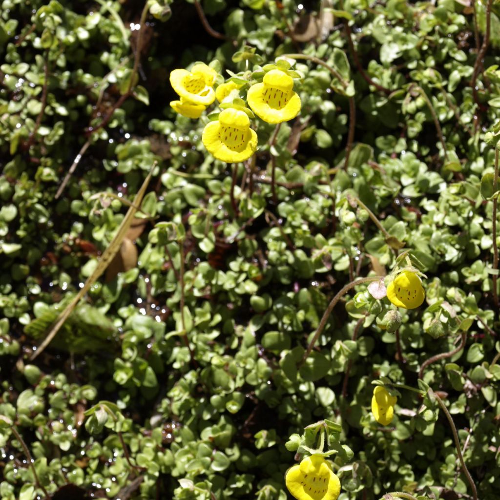 Calceolaria tenella