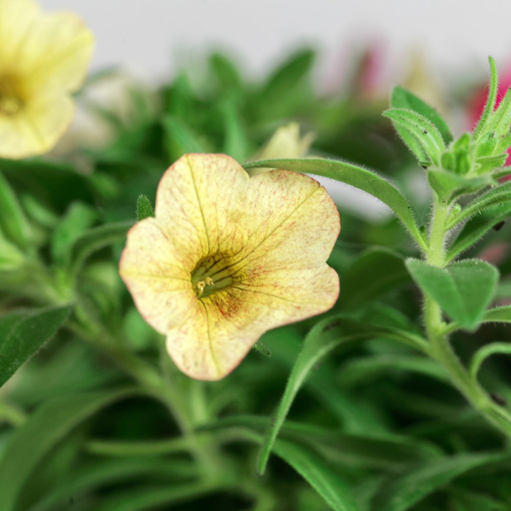 Calibrachoa Bronze Lemon - Trailing Petunia