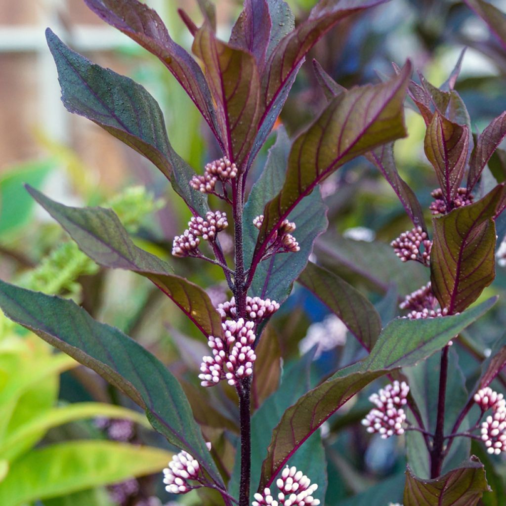 Callicarpa bodinieri Pearl Glam