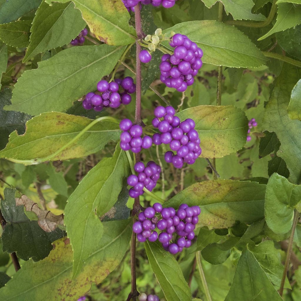 Callicarpa dichotoma - Arbuste aux bonbons