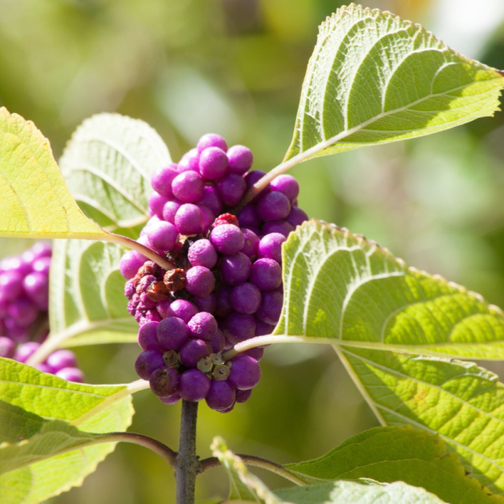 Callicarpa dichotoma