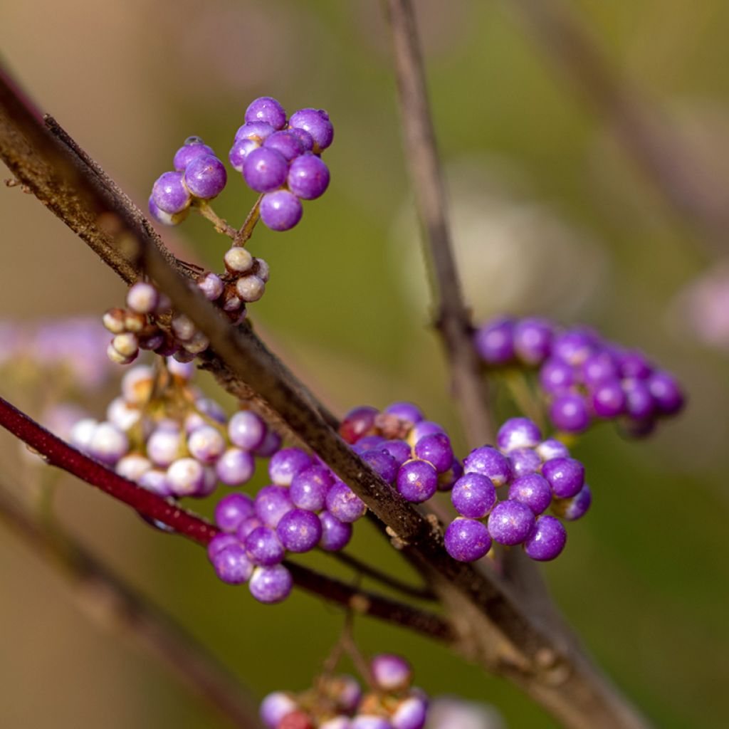 Callicarpa dichotoma Issai